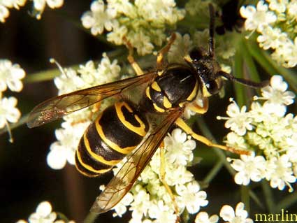 Eastern Yellowjacket