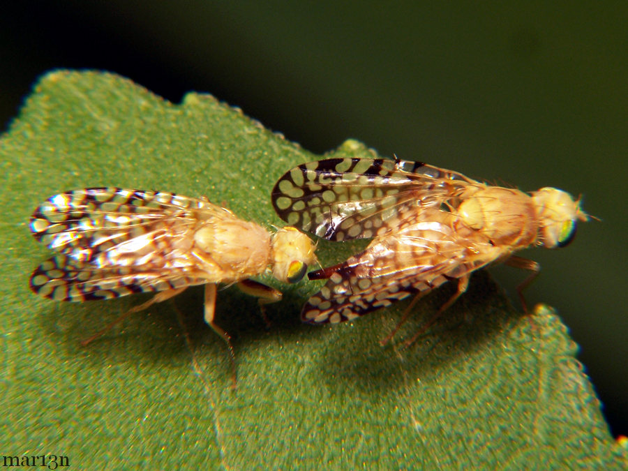 Fruit Fly - Euaresta aequalis