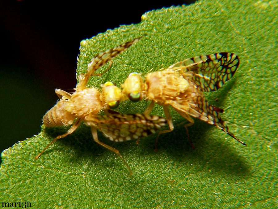 Fruit Fly - Euaresta aequalis