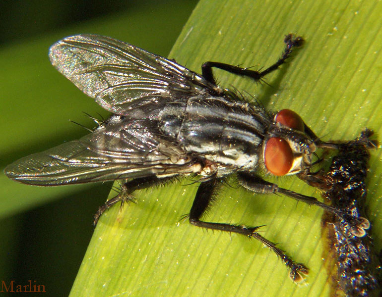 Flesh Fly - Bellieria sp.