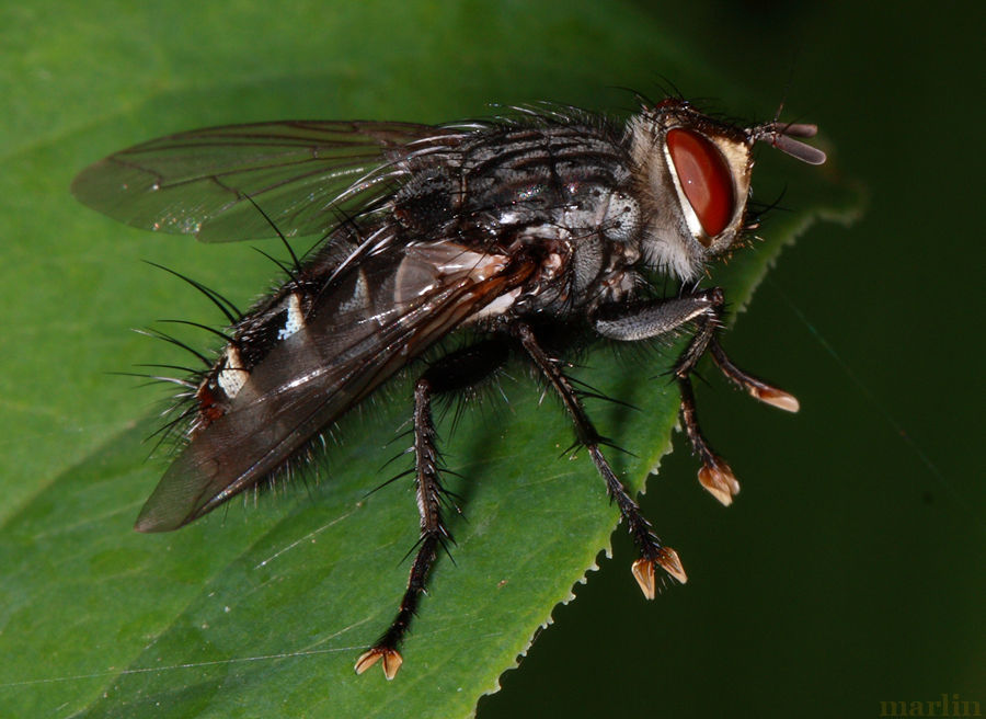 Flesh Fly - Sarcophaga sp.