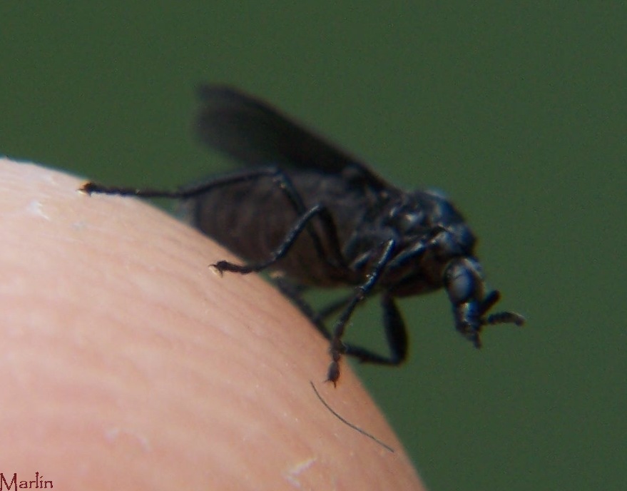 March Fly Dilopus sp. North American Insects & Spiders