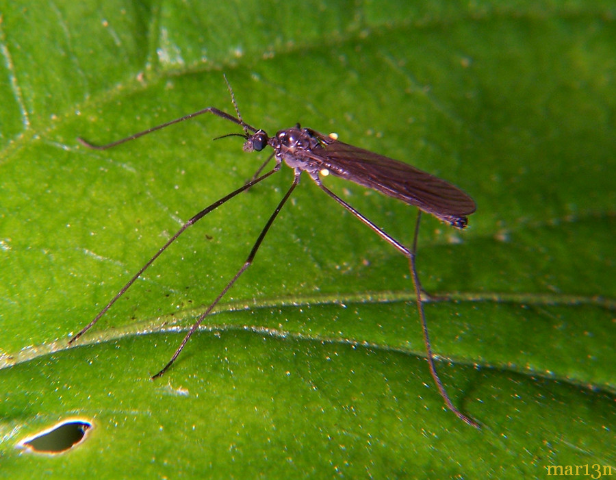 Crane Fly - Gnophomyia tristissima
