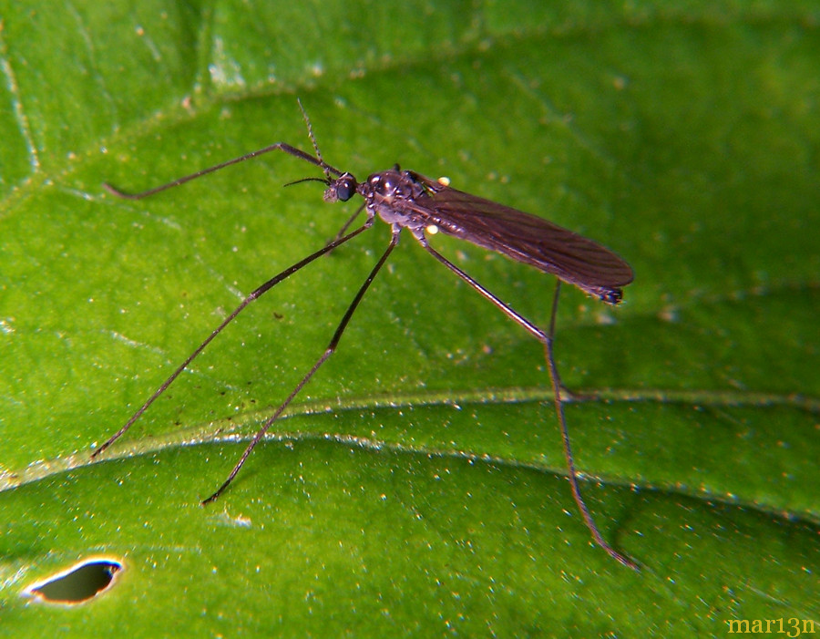 Crane Fly - Gnophomyia tristissima