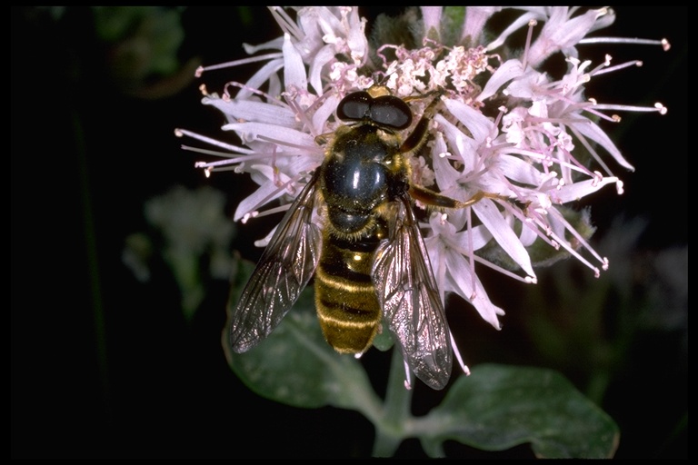 gOLDEN sYRPHID fLY