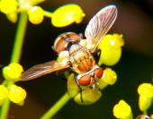 Gymnoclytia sp. - Male