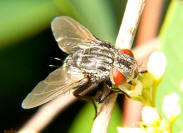 Gymnoclytia sp. - female