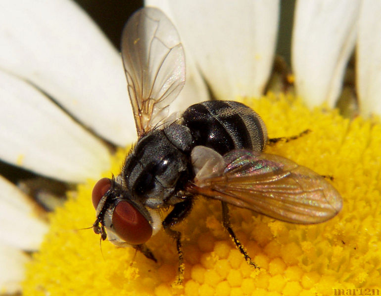 Tachinid Fly