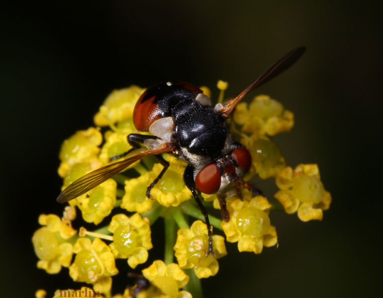 Tachinid Fly - Gymnosoma fulginosa