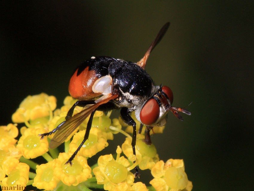 Tachinid Fly - Gymnosoma fuliginosa