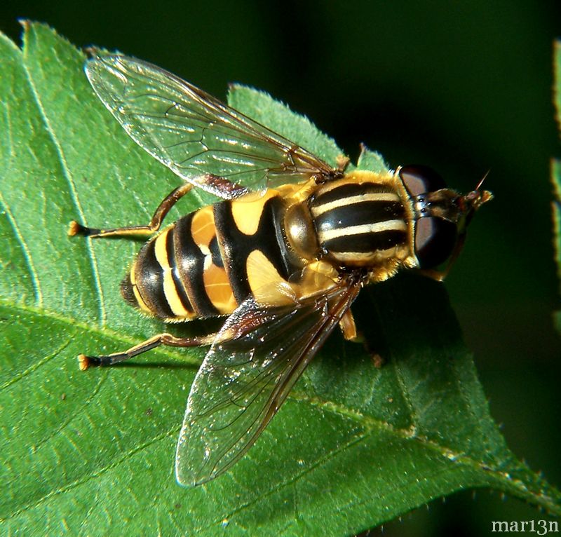 Syrphid Fly - Helophilus sp.