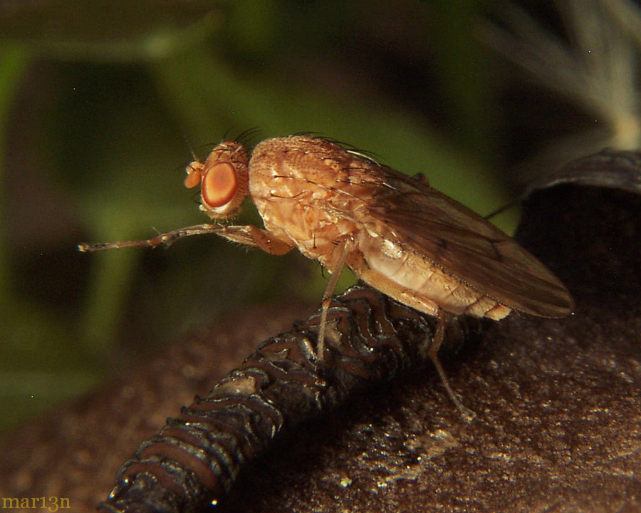 Heleomyzid Fly - Suillia sp.