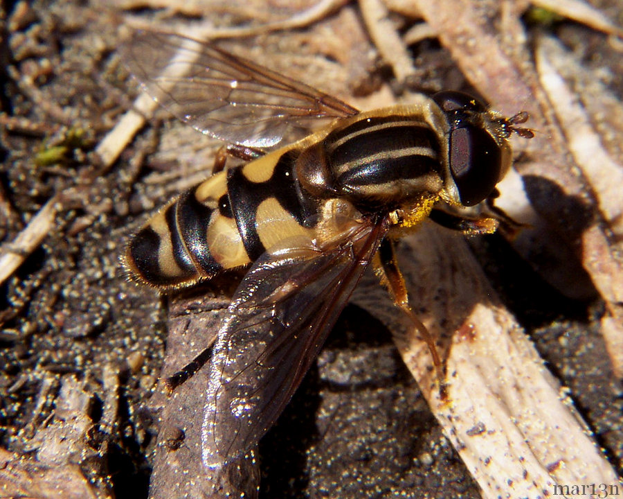 Syrphid Fly - Helophilus sp.