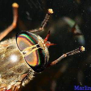 Horse fly faceted eye structure