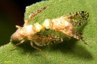 Euaresta aequalis