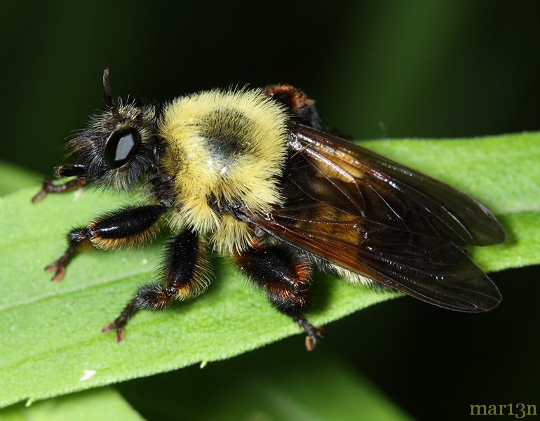 Robber Fly - Laphria thoracica