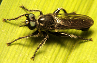 robber fly