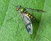 Long Legged Fly