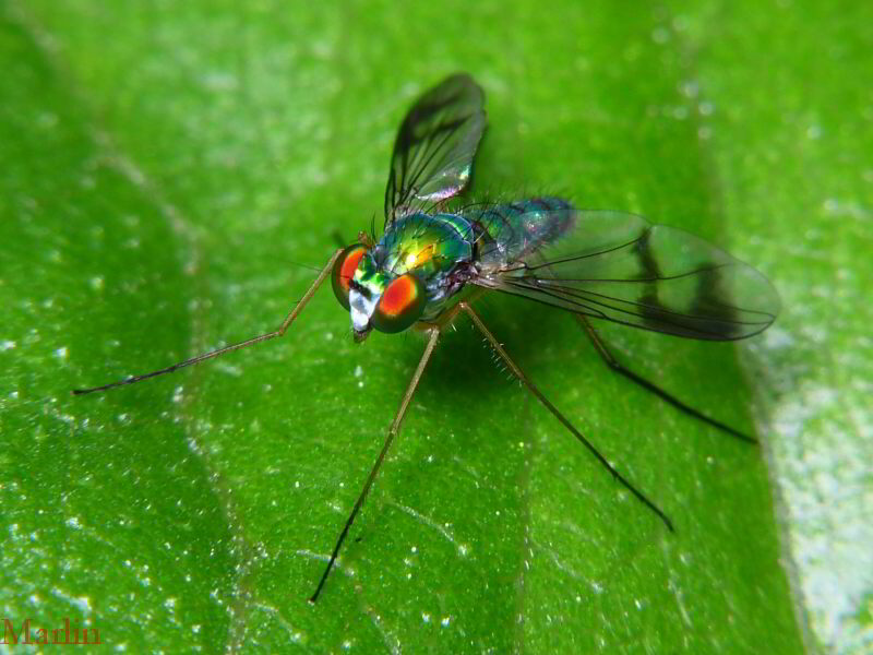 Longlegged Fly