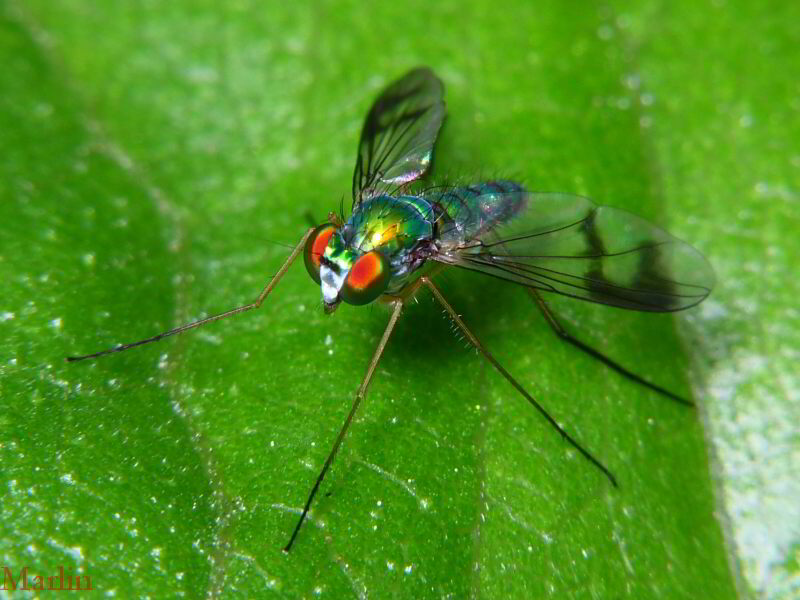 Longlegged Fly