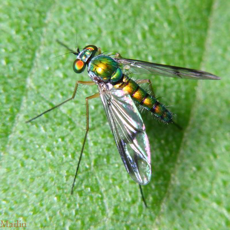 Longlegged Fly