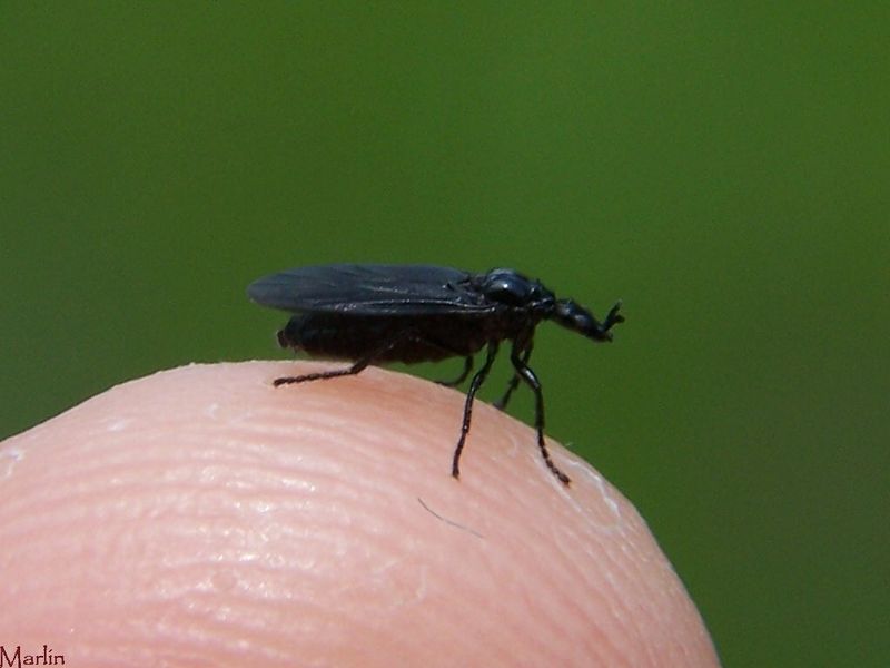 March Fly Dilopus sp. North American Insects & Spiders