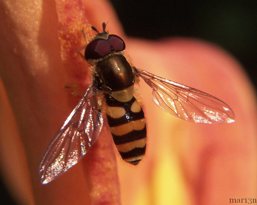 Metasyrphus americanus