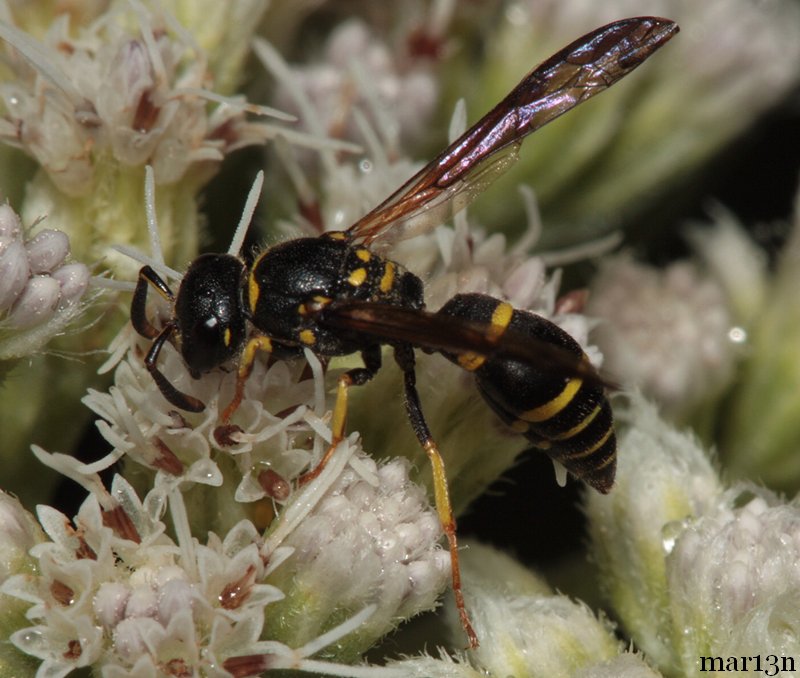 potter wasp