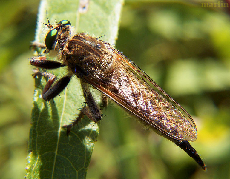 Giant Robber Fly