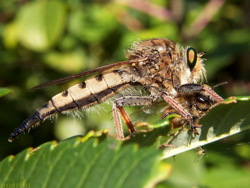 Giant Robber Fly