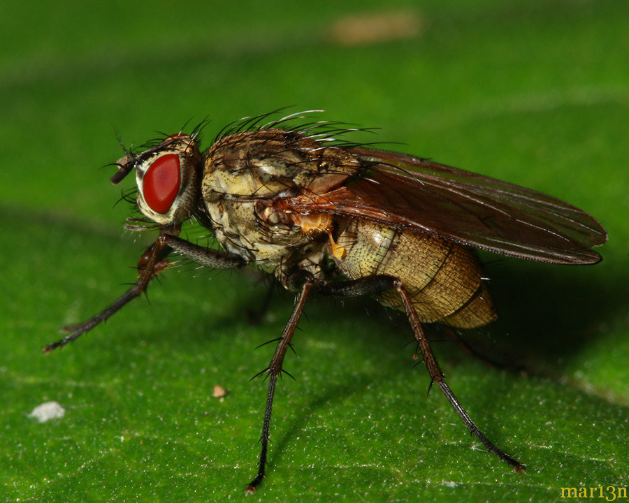 Root Maggot Fly - North American Insects & Spiders