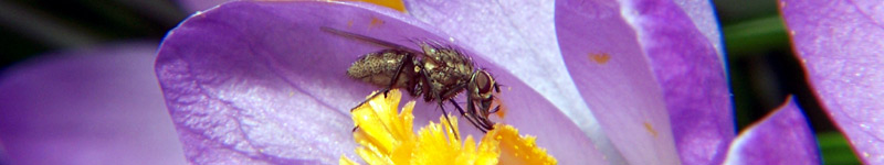 Adult root maggot flies are important flower pollinators