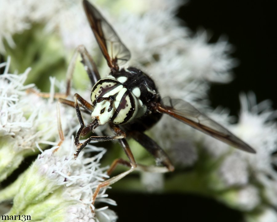 Syrphid Fly Spilomyia fusca North American Insects & Spiders
