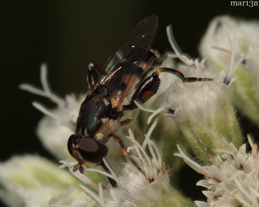 Syrphid Fly - Syritta pipiens