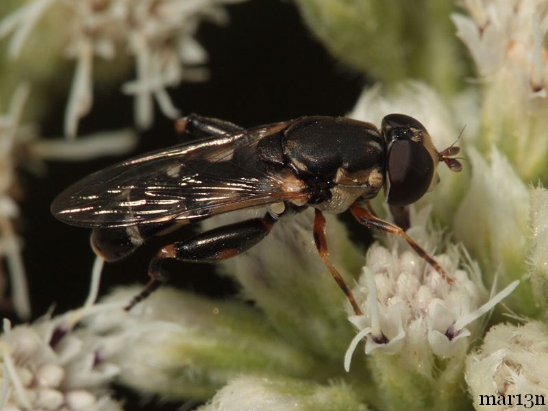 Syritta pipiens lateral view