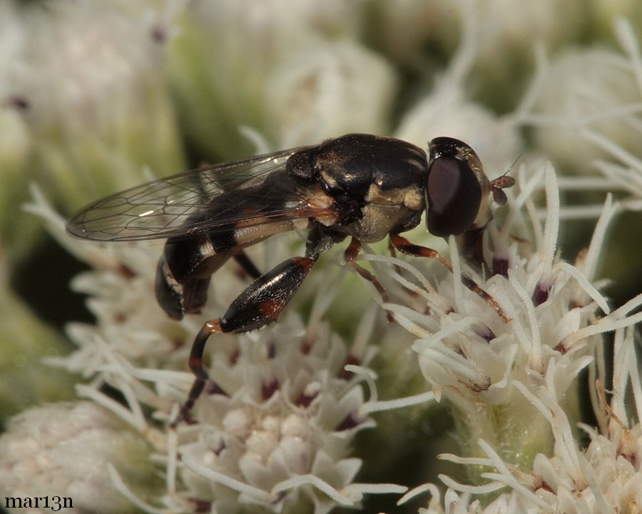 Syrphid Fly - Syritta pipiens