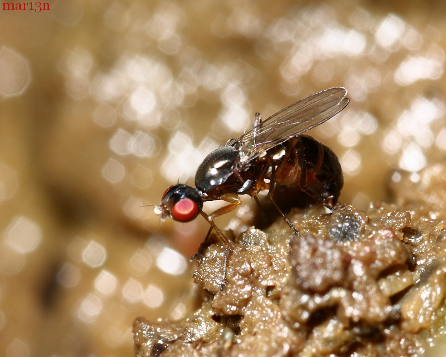 Black Scavenger Fly