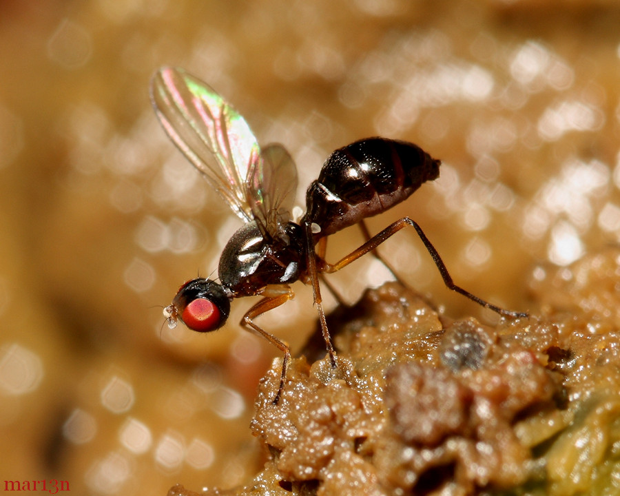 Black Scavenger Fly