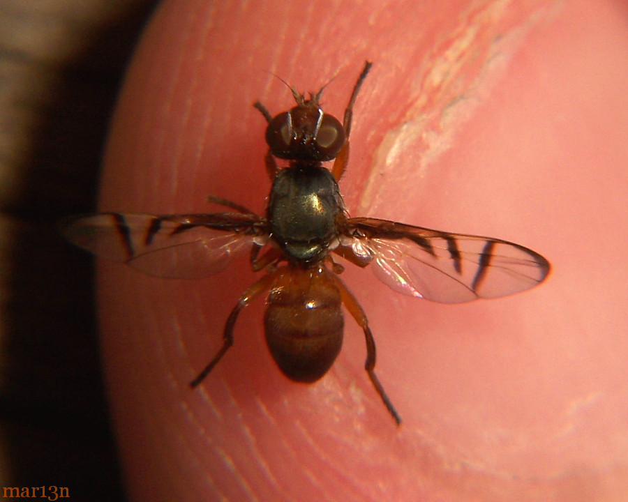 Signal Fly Rivellia sp.