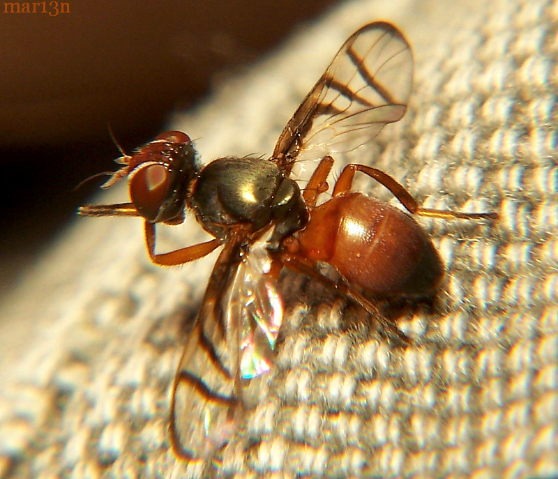 Signal Fly Rivellia sp.