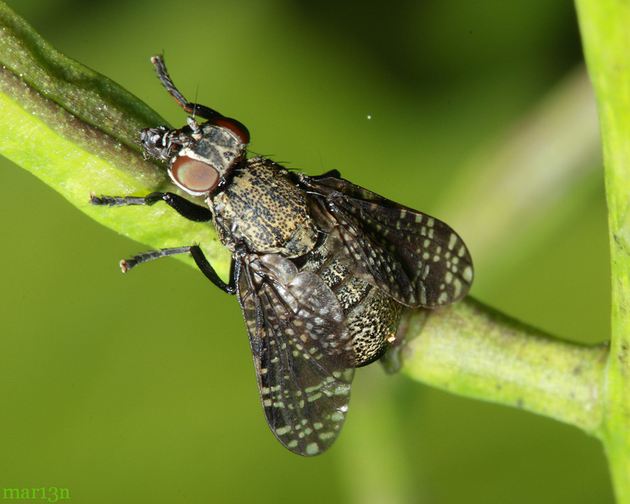 Signal Fly Platystoma seminationis