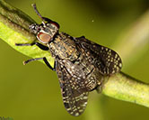 Signal Fly Platystoma seminationis