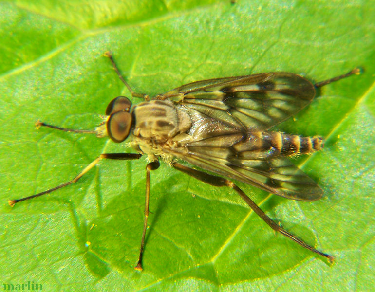 Snipe Fly - Rhagio mystaceus