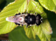 Soldier Fly