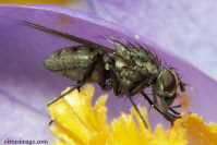 Root Maggot Fly