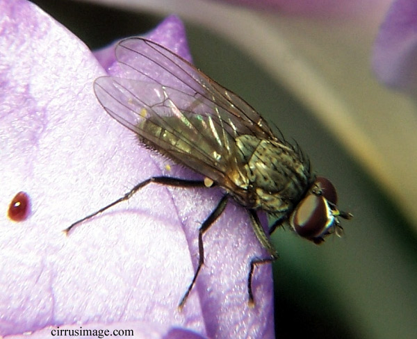 Adult male root maggot fly on crocus flower