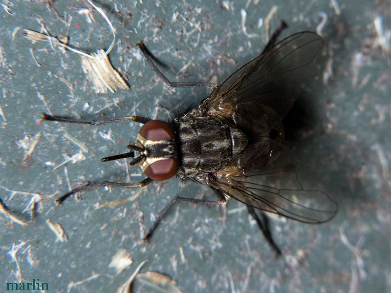 Stable Fly - Stomoxys calcitrans