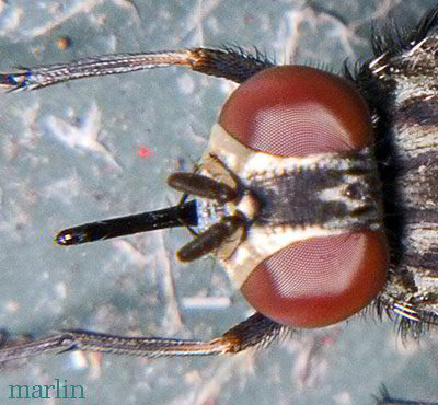 Stable fly proboscis