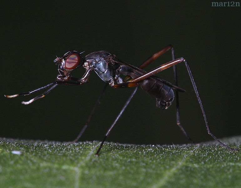 Stilt-Legged Fly