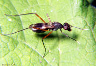 Stilt-legged Fly